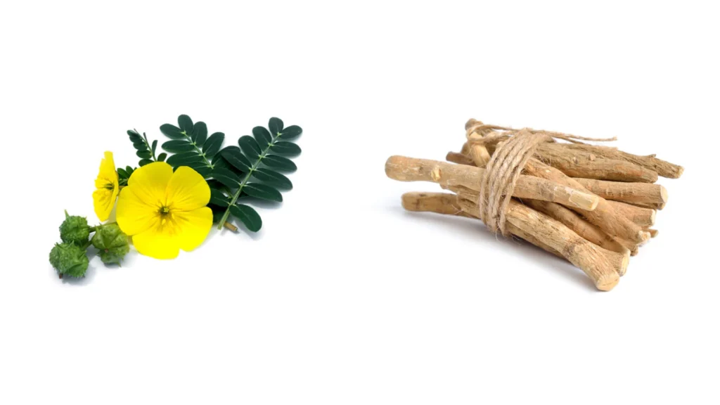 gokshura - ayurvedic herbs for men's stamina