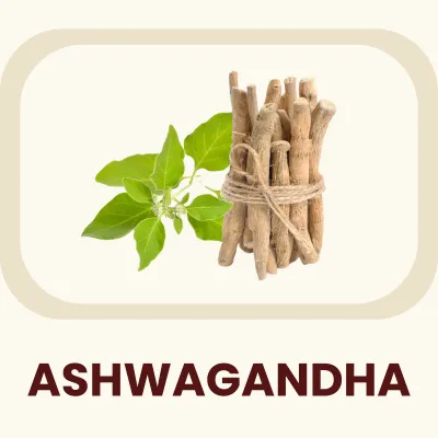 A revered adaptogenic herb in Ayurveda, frequently referred to as "Indian Ginseng." Primary Benefit: Traditionally used to manage stress and support overall energy levels.
