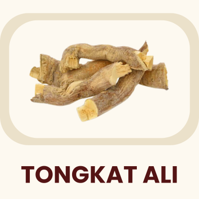 A renowned Southeast Asian root, often referred to as "Malaysian Ginseng" or Longjack. Primary Benefit: Known to support male vitality and physical endurance.