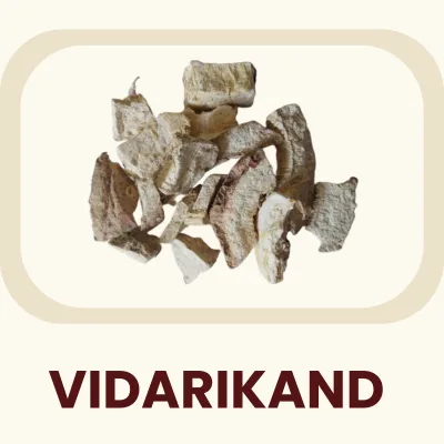 A nutritive tuber highly regarded in traditional practices for its grounding properties. Primary Benefit: Acts as a restorative tonic to support physical strength.