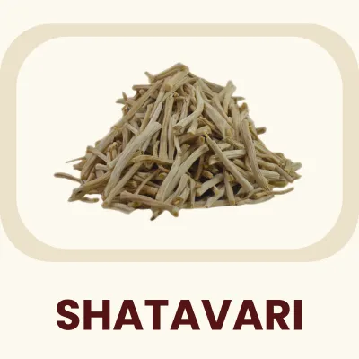 Known as the "Queen of Herbs," this Ayurvedic root is a staple restorative tonic. Primary Benefit: Supports overall reproductive wellness and hormonal balance.