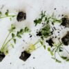ashwagandha for anxiety